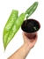 Philodendron brevispathum - comprar online