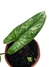 Philodendron brevispathum na internet