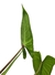 Philodendron brevispathum - Folhas Raras