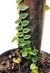 Rhaphidophora cf. pachyphylla - comprar online