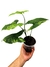 Syngonium 'Mojito' - comprar online