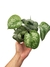 Scindapsus pictus 'Exotica' - comprar online