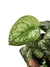 Scindapsus pictus 'Exotica' na internet