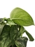 Scindapsus pictus 'Exotica' - Folhas Raras