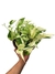 Epipremnum aureum 'Marble Queen' - comprar online