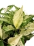 Epipremnum aureum 'Marble Queen' na internet