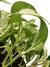 Epipremnum aureum 'Marble Queen' - Folhas Raras