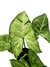 Syngonium 'Freckles' na internet