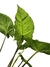 Syngonium 'Freckles' - Folhas Raras