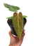 Anthurium papililaminum - comprar online