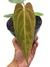 Anthurium papililaminum na internet