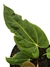 Anthurium papililaminum - Folhas Raras