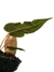 Anthurium papililaminum - loja online