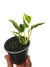 Epipremnum 'Shangri La variegata' - comprar online