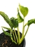 Epipremnum 'Shangri La variegata' na internet