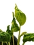 Epipremnum 'Shangri La variegata' - Folhas Raras