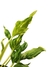 Epipremnum 'Shangri La variegata' - loja online