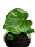 Monstera 'Thai Constellation' baby na internet