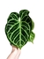 Anthurium x 'Silver Stripes' (híbrido) - comprar online