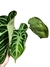 Anthurium x 'Silver Stripes' (híbrido) - loja online