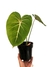 Philodendron gloriosum M - comprar online