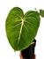 Philodendron gloriosum M na internet
