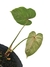 Philodendron gloriosum M - Folhas Raras