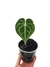 Anthurium clarinervium baby - comprar online