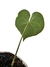 Anthurium clarinervium baby na internet
