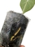 Anthurium clarinervium baby - Folhas Raras