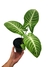 Caladium lindenii - comprar online