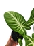 Caladium lindenii na internet