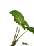 Caladium lindenii - Folhas Raras