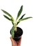 Aglaonema 'Bamboo' - comprar online