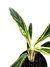 Aglaonema 'Bamboo' na internet