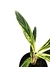 Aglaonema 'Bamboo' - Folhas Raras