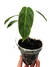 Philodendron esmeraldense M - comprar online