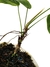 Philodendron esmeraldense M - Folhas Raras