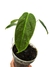 Philodendron esmeraldense M - loja online