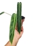 Philodendron bernardopazii 'Narrow Form' (Philodendron madalenense) - Folhas Raras