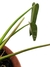 Philodendron bernardopazii 'Narrow Form' (Philodendron madalenense) na internet