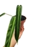 Philodendron bernardopazii 'Narrow Form' (Philodendron madalenense) - comprar online