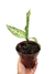 Dieffenbachia 'Memoria Corsii' - comprar online