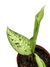 Dieffenbachia 'Memoria Corsii' na internet