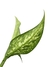Dieffenbachia 'Memoria Corsii' - Folhas Raras