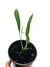 Anthurium vittarifolium P - comprar online