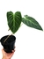 Philodendron x 'Splendid' M - comprar online