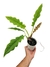 Philodendron 'Jungle Boogie' - comprar online