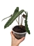 Philodendron billietiae - dark form - comprar online