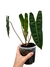 Philodendron billietiae - laranja intenso baby - comprar online